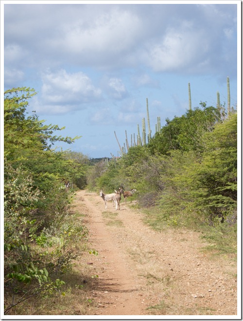 When I ride with John we get stuck behind cows.  When I ride out here I get stuck behind donkeys.